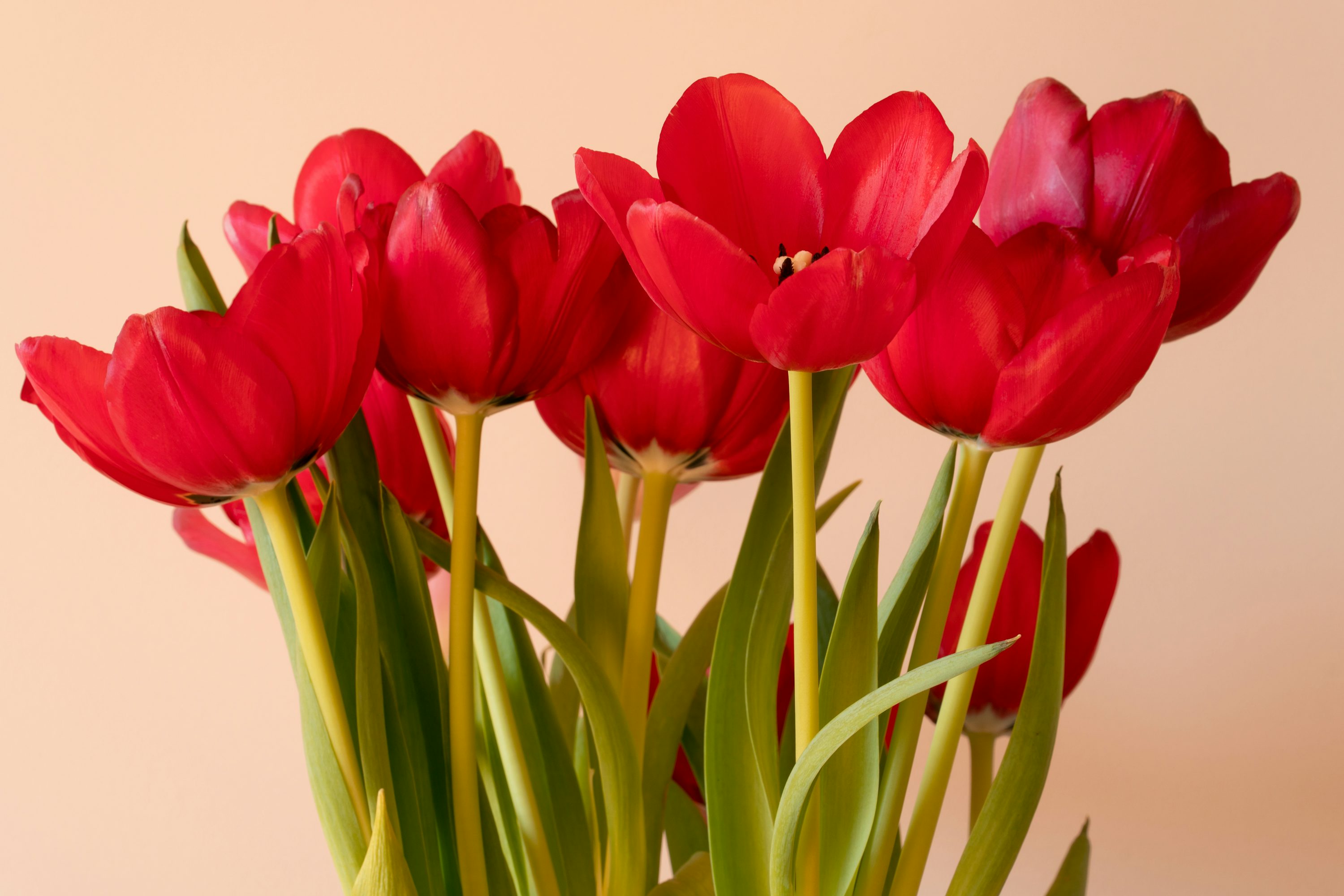 tulipa vermelha vs rosa vermelha: qual a melhor para expressar amor?
