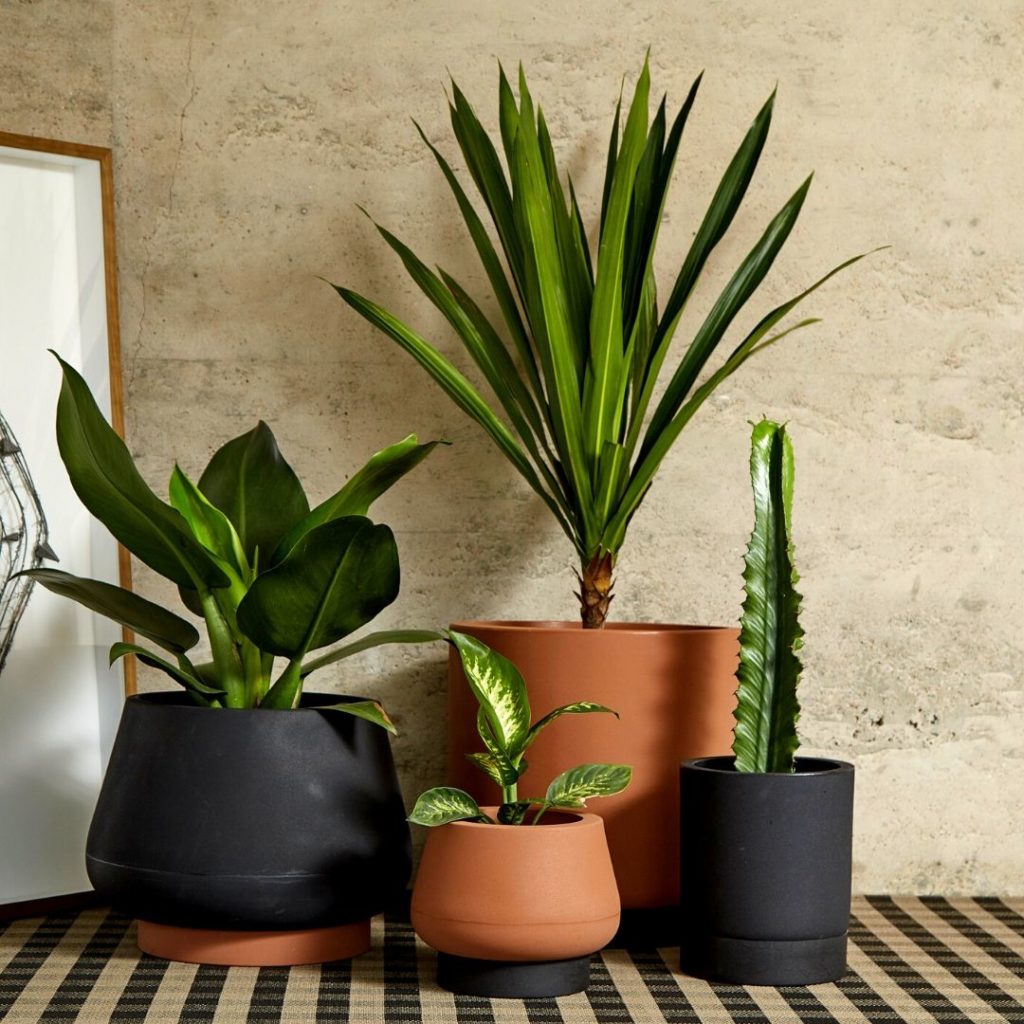 quanto custa um kit de vasinhos de planta decorativos