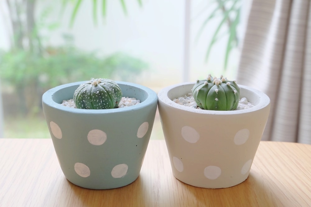 quanto custa um kit de vasinhos de planta decorativos