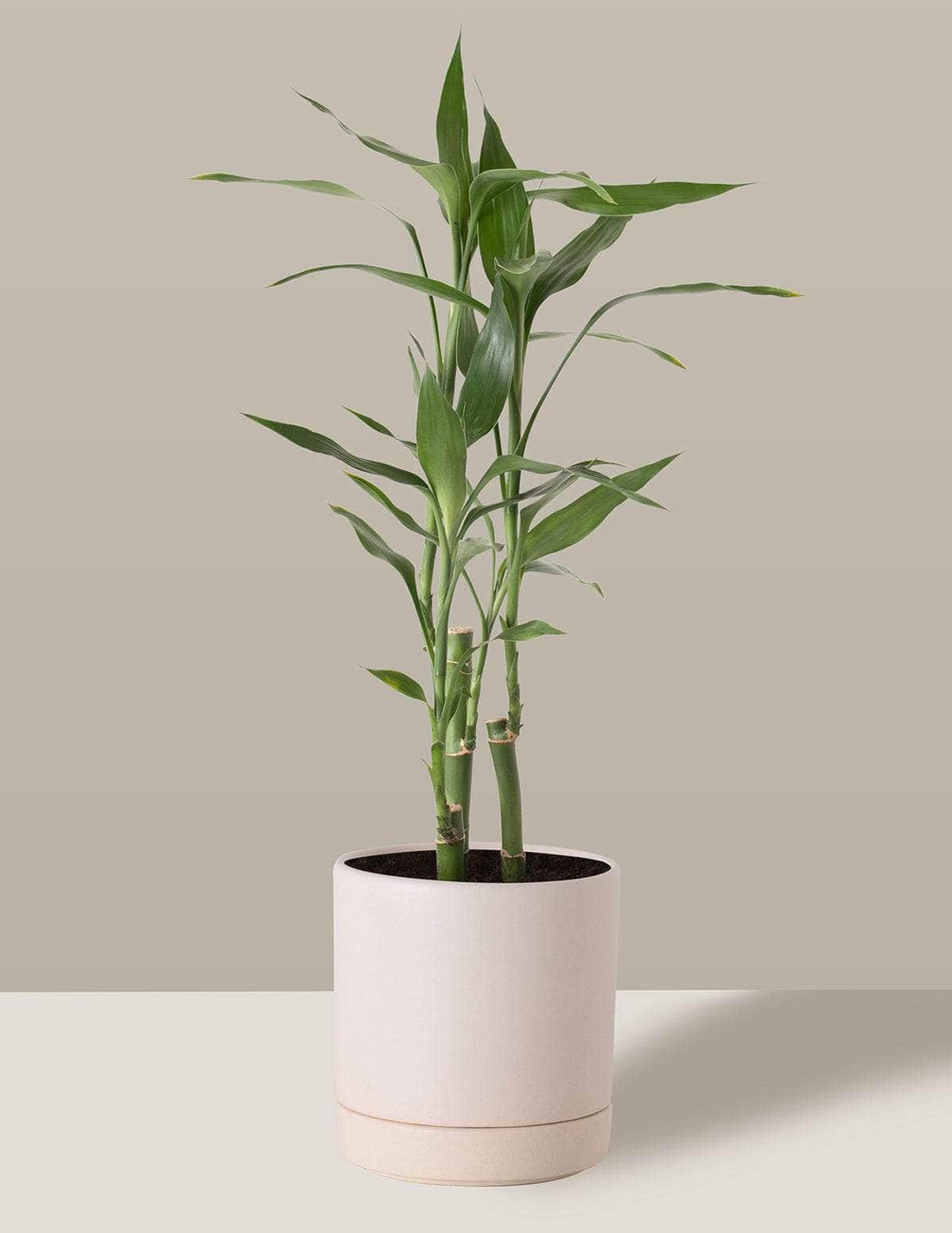 vaso bambu da sorte feng shui
