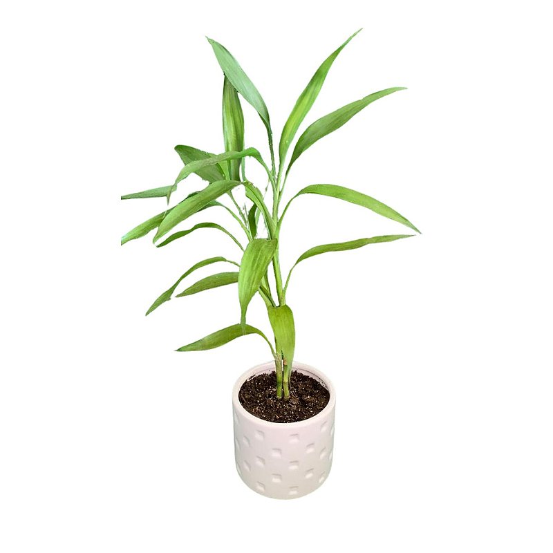 manutenção bambu da sorte vaso