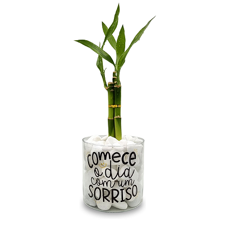 significado número hastes bambu da sorte vaso