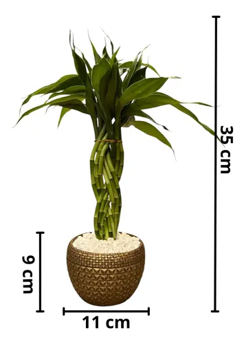 como cuidar bambu da sorte no vaso