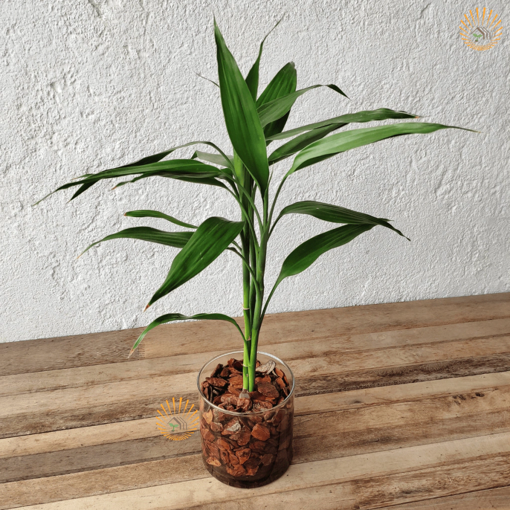 vaso espelhado bambu da sorte