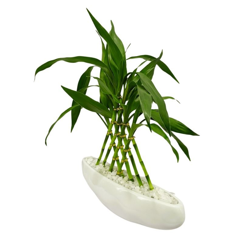 vaso branco bambu da sorte