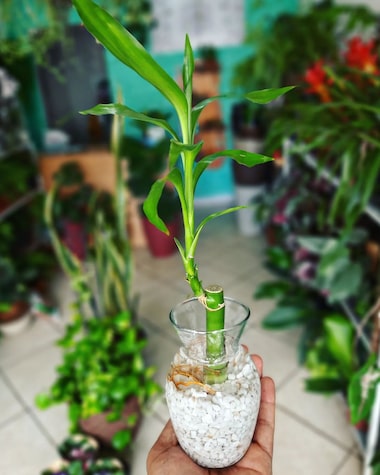 como cuidar bambu da sorte no vaso