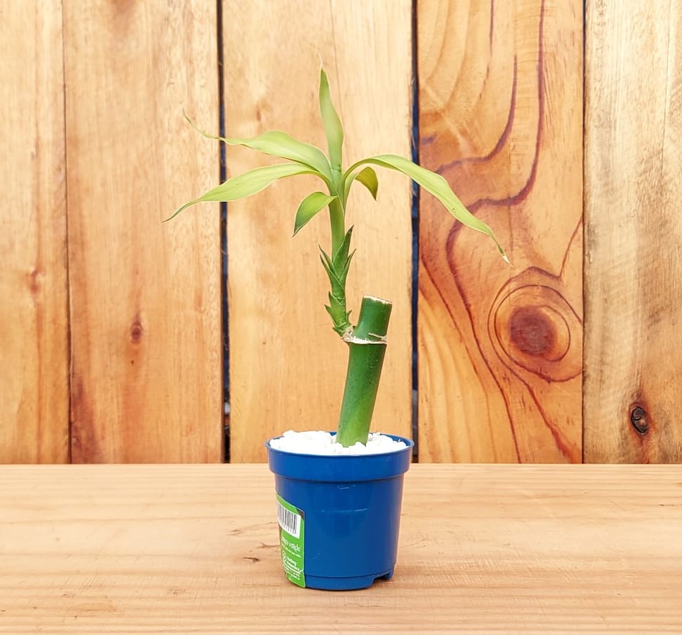 bambu da sorte em vaso de vidro