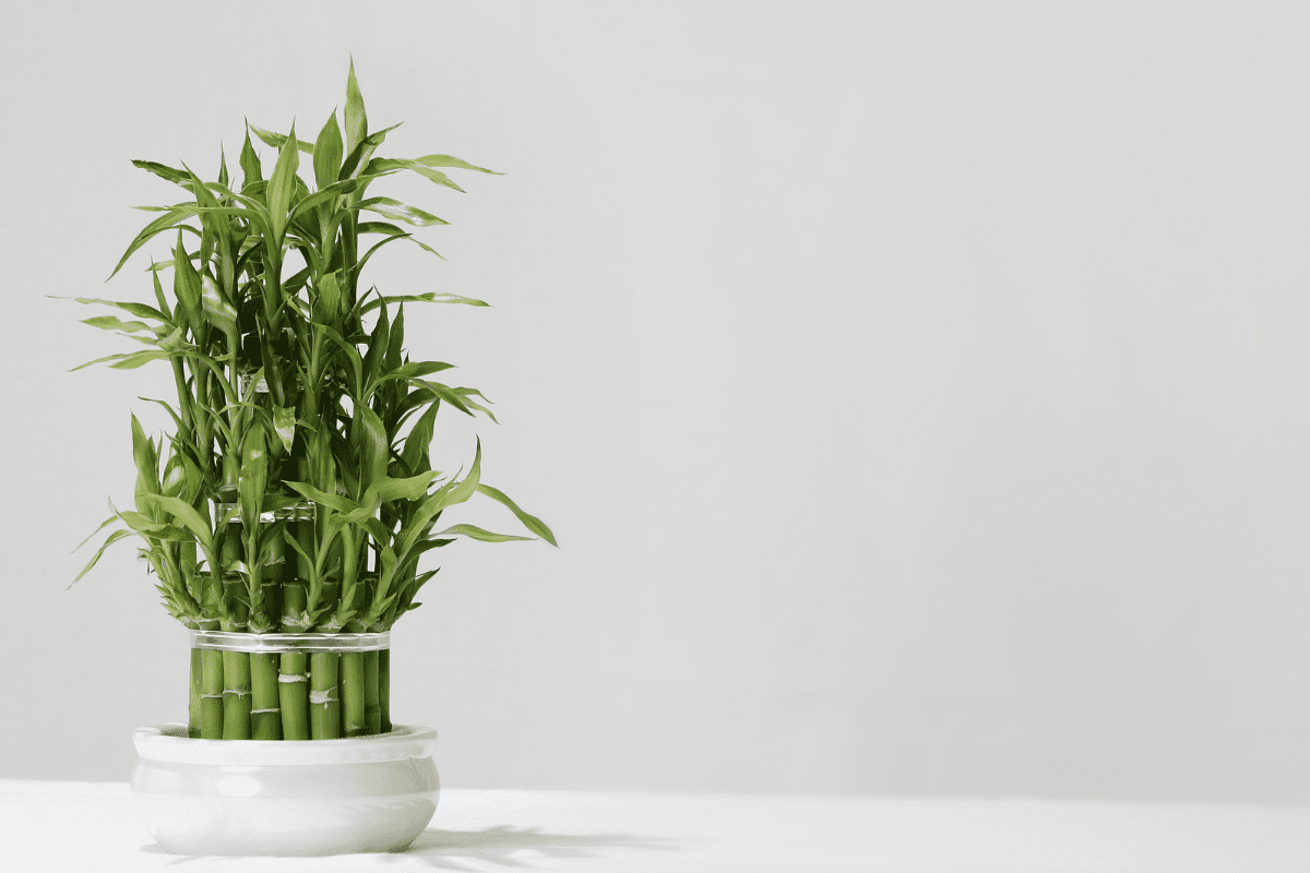 bambu da sorte em vaso de cerâmica