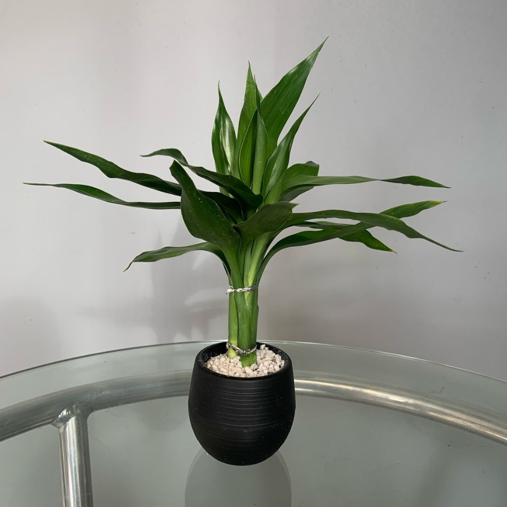 vaso branco bambu da sorte