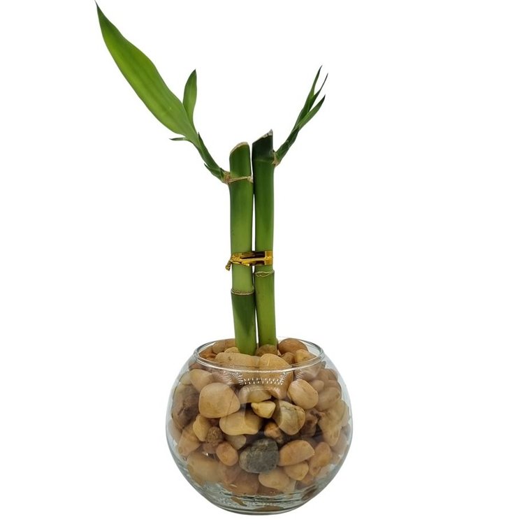 arranjos bambu da sorte vaso