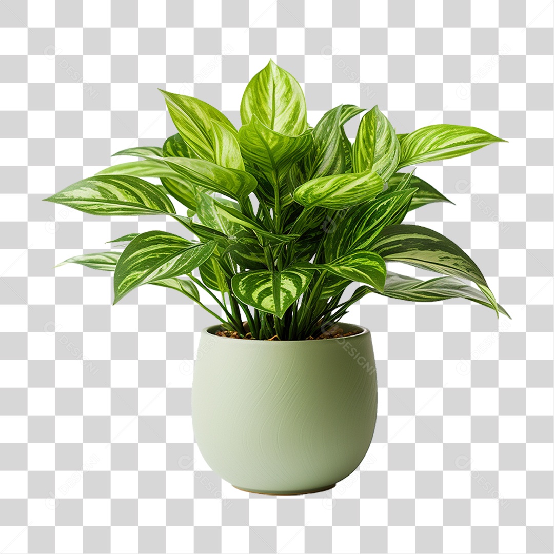 download vaso de planta png