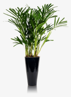 ilustração vaso de planta png