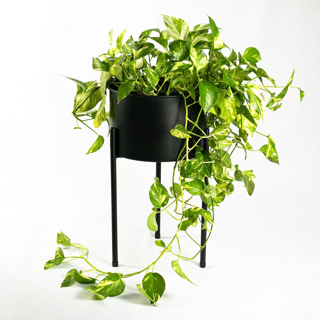 download vaso de planta png