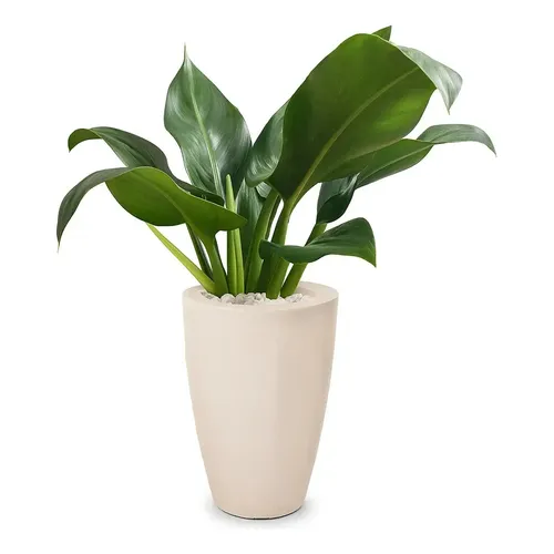 vetor vaso de planta png