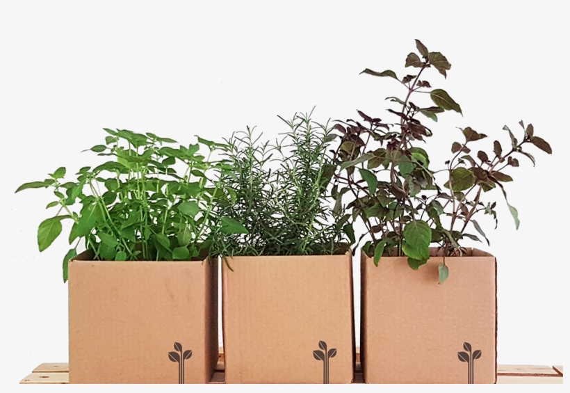 clipart vaso de planta png