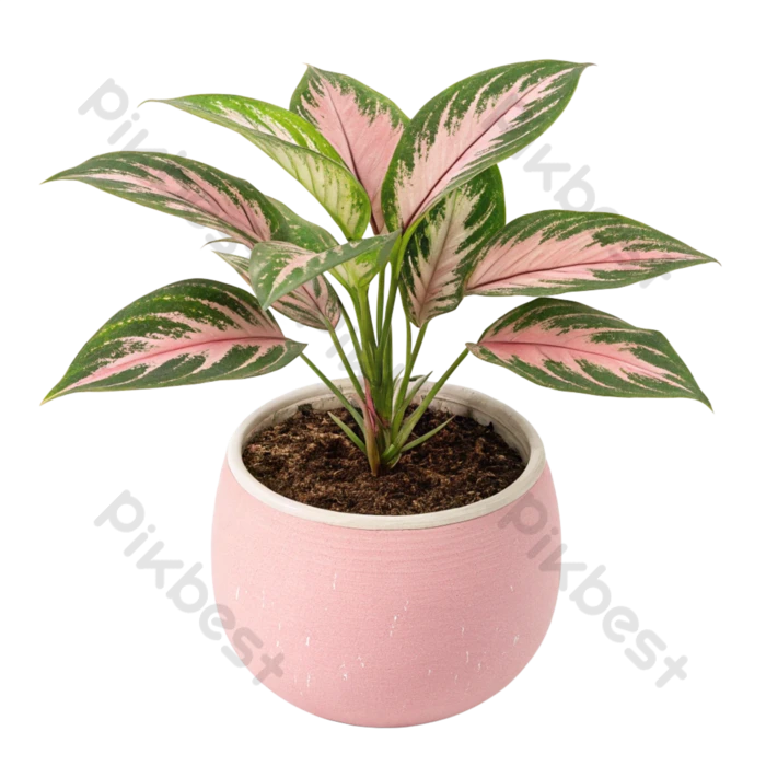 vaso moderno png