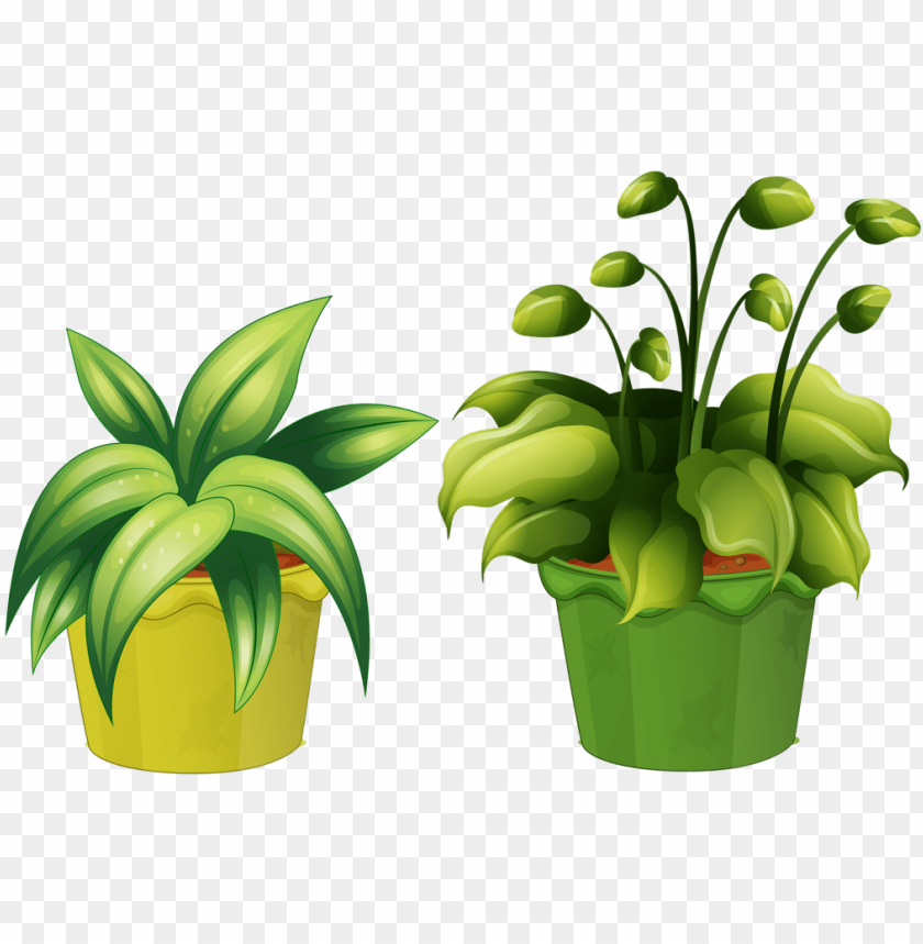 vaso de suculenta png