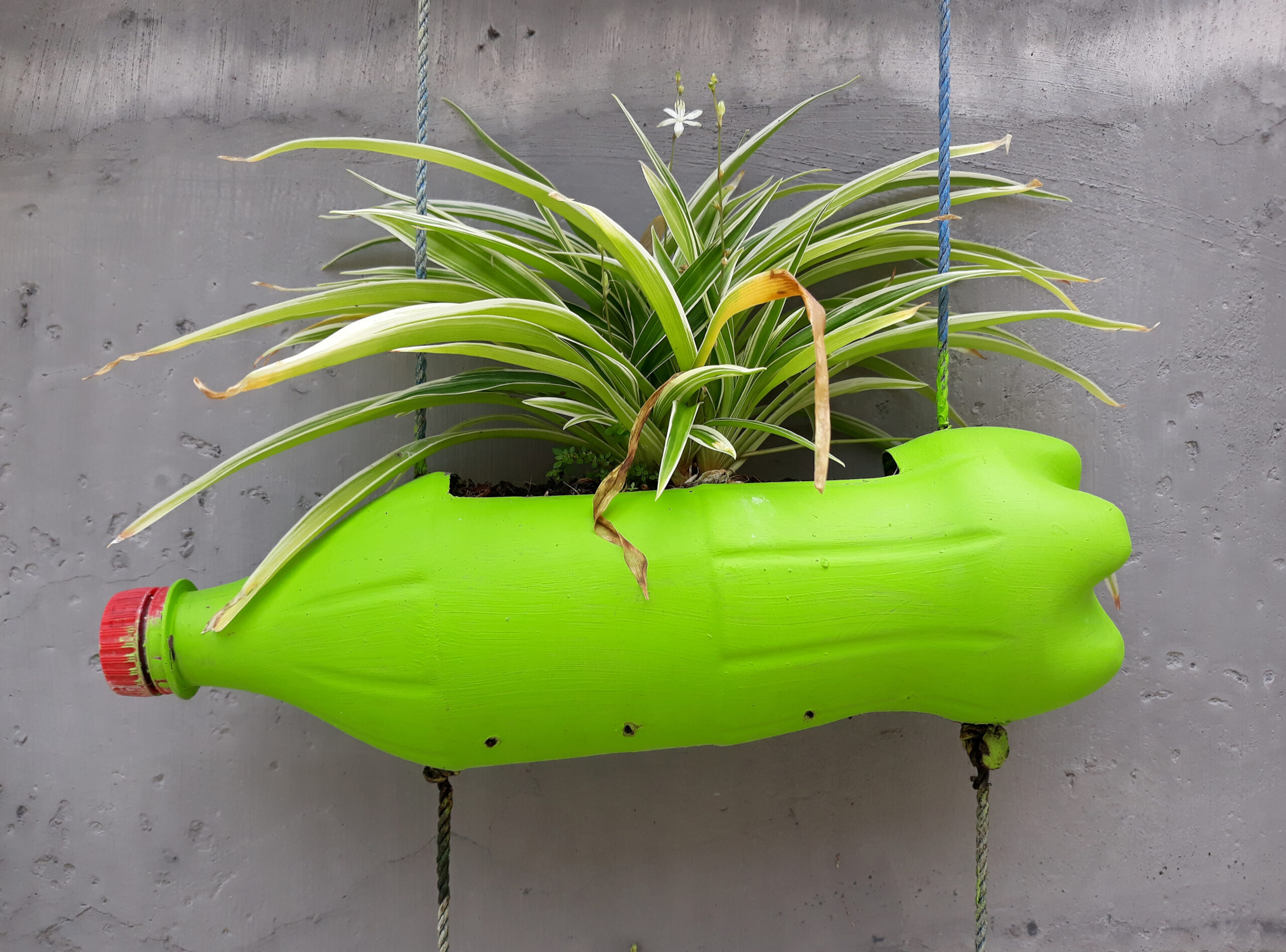 vasos de garrafa pet para decoração