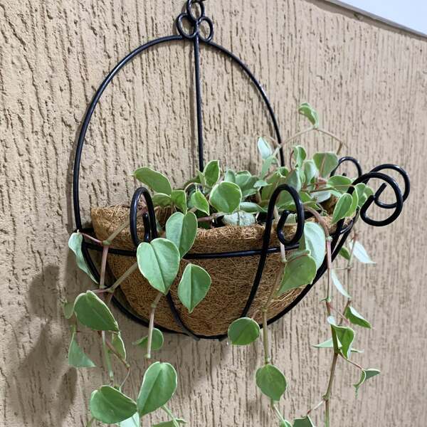 vaso meia lua para plantas
