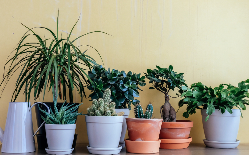 vasos para samambaias