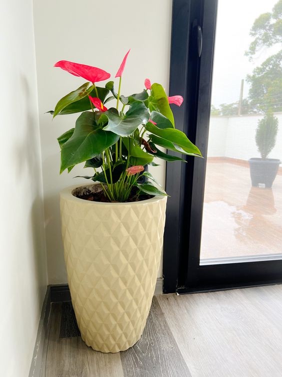 vasos de polietileno para sala