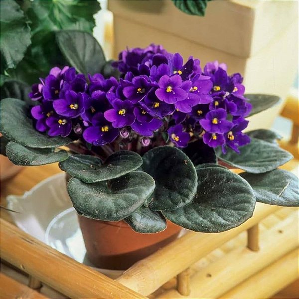 floração violetas africanas