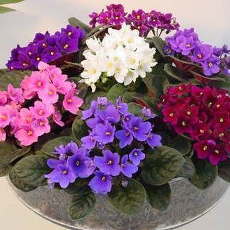 plantas de interior