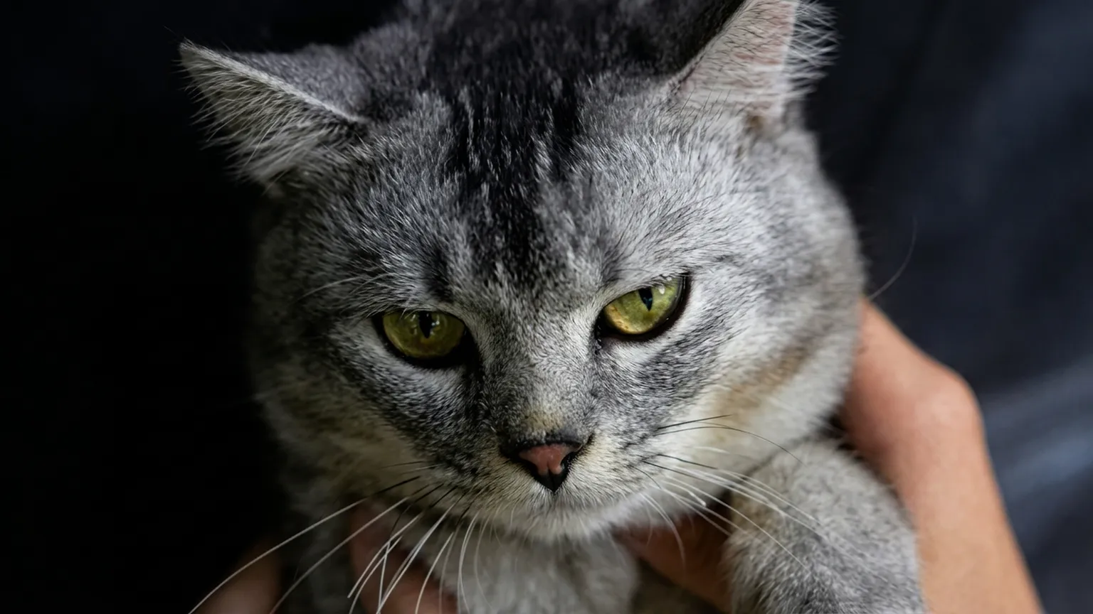 wallpaper de gato preto e branco HD