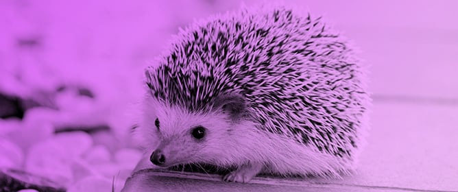 wallpaper cute de animais para PC