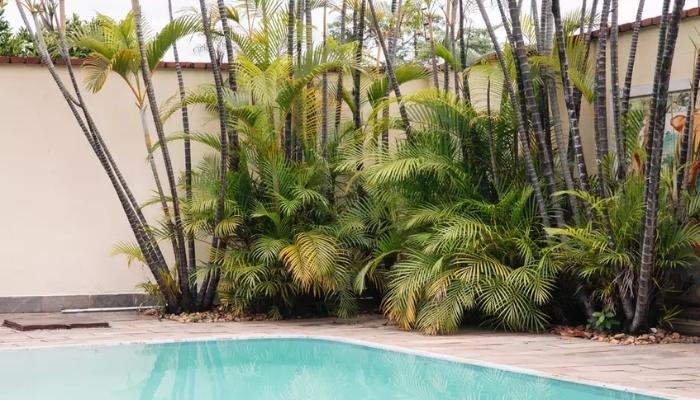 ideias de plantas que não sujam a piscina