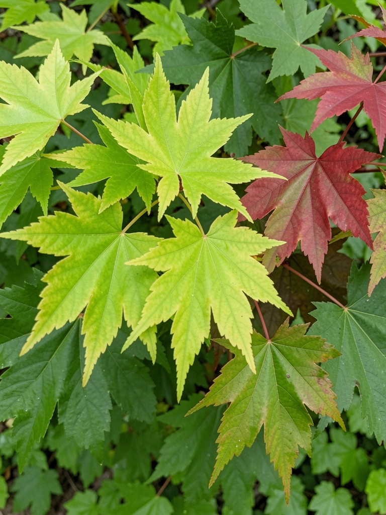 Três folhas de bordo em cores distintas, dispostas lado a lado sobre fundo neutro