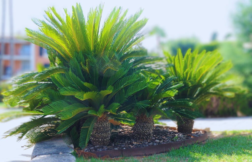 cica revoluta cultivo