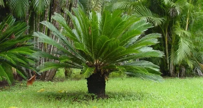 cycas revoluta meia sombra