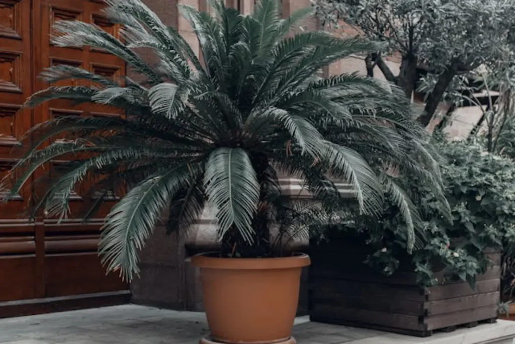 terra ideal para cica