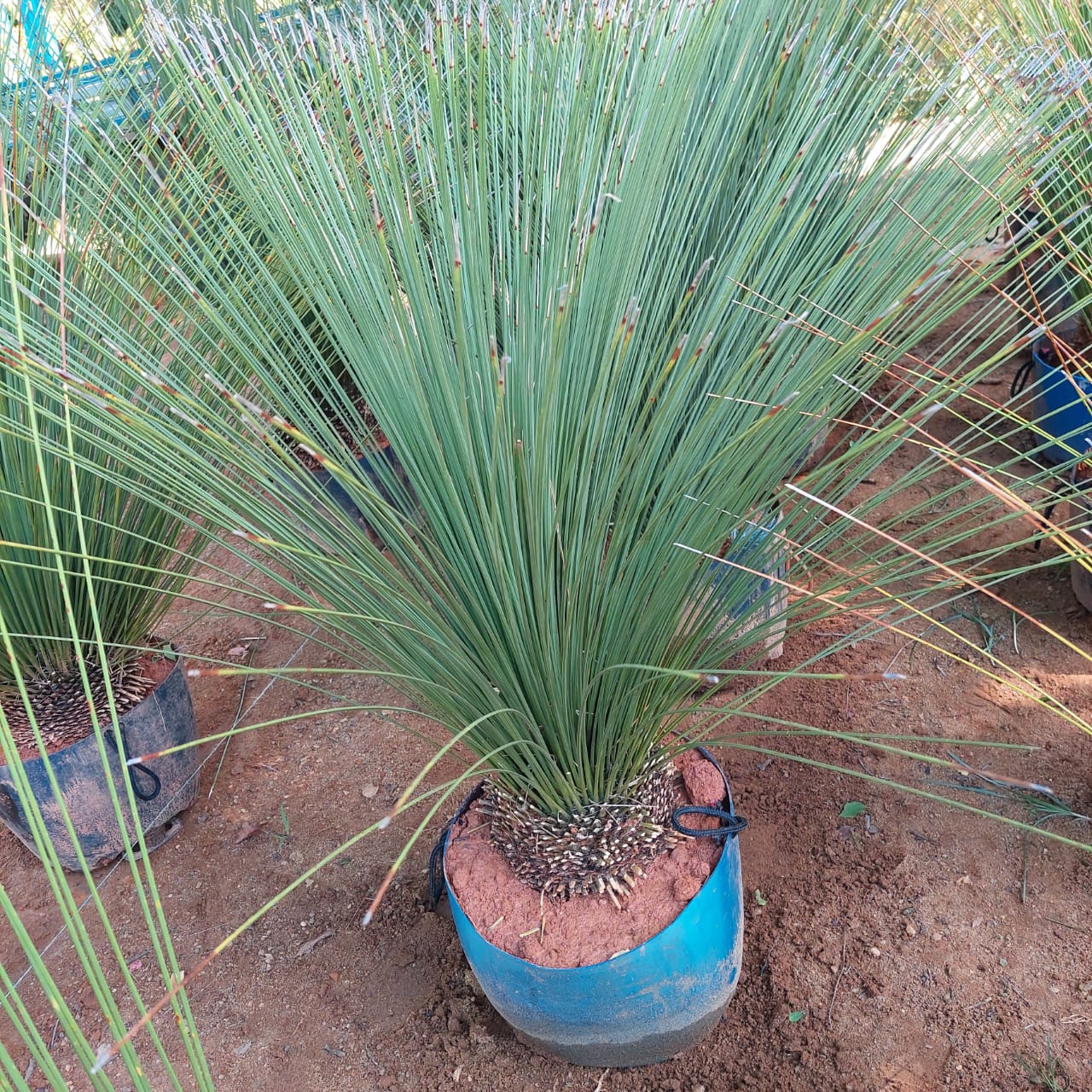 Grama para piscina