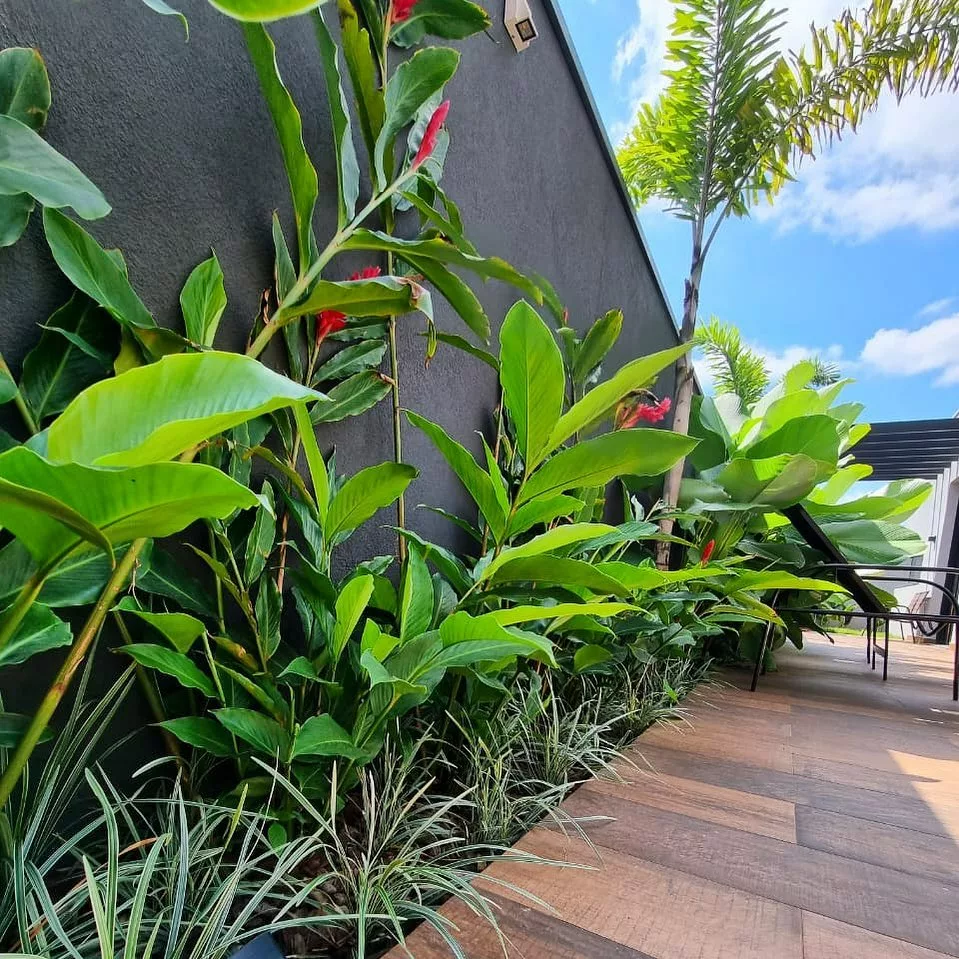 Plantas para borda de piscina