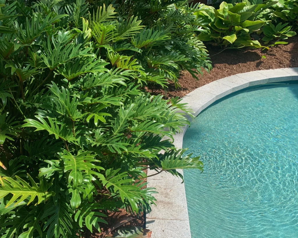 Combinações de plantas para piscina