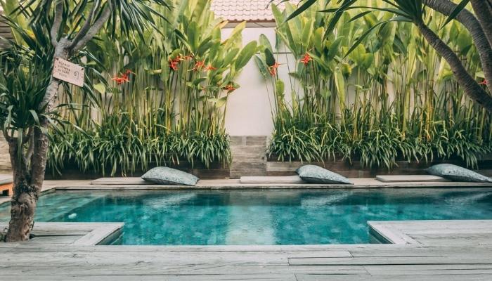 Plantas tropicais para piscina