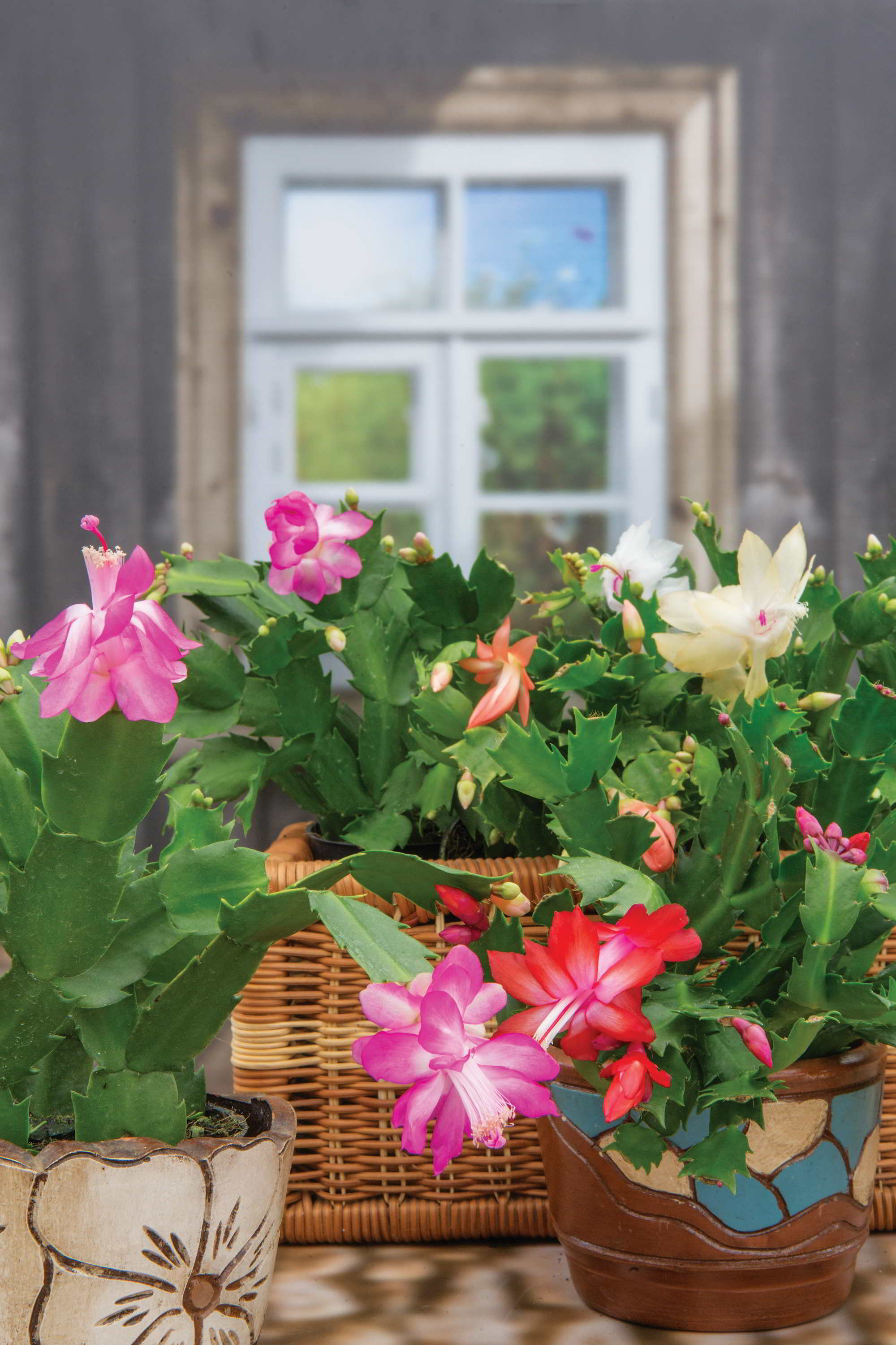 cores de flores e seus significados