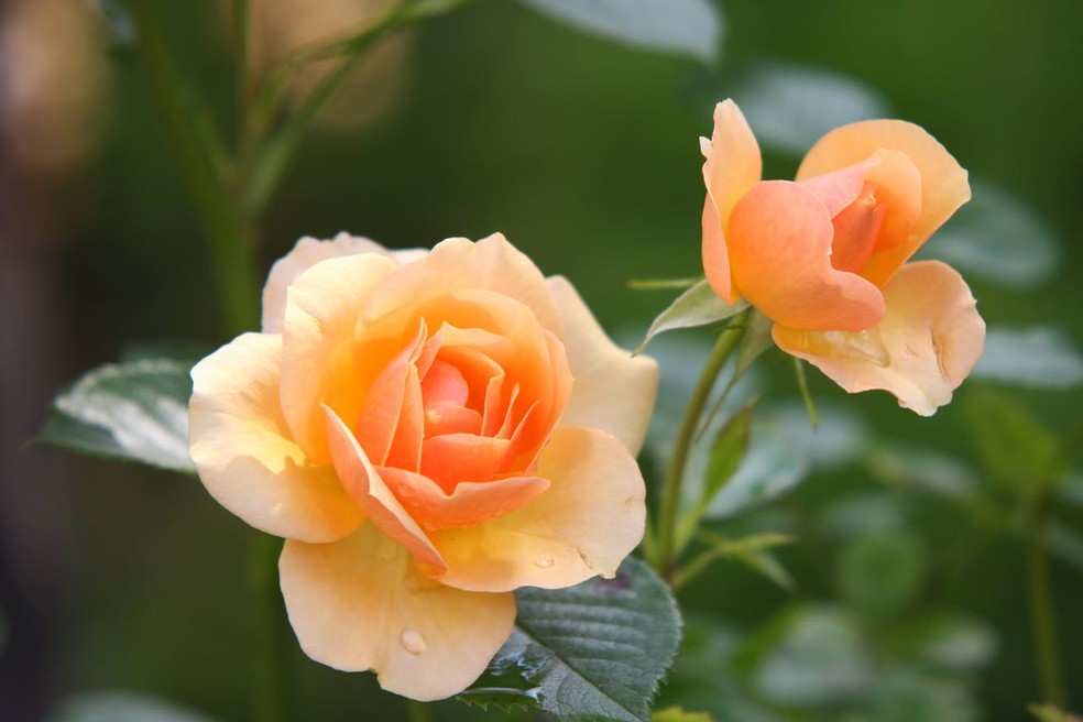 biologia das cores das flores