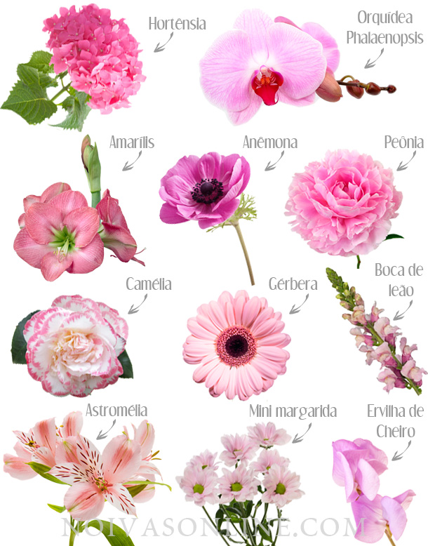 pigmentos em flores