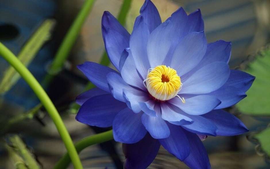 cores de flores e seus significados
