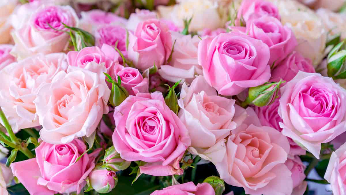 simbolismo das cores das flores