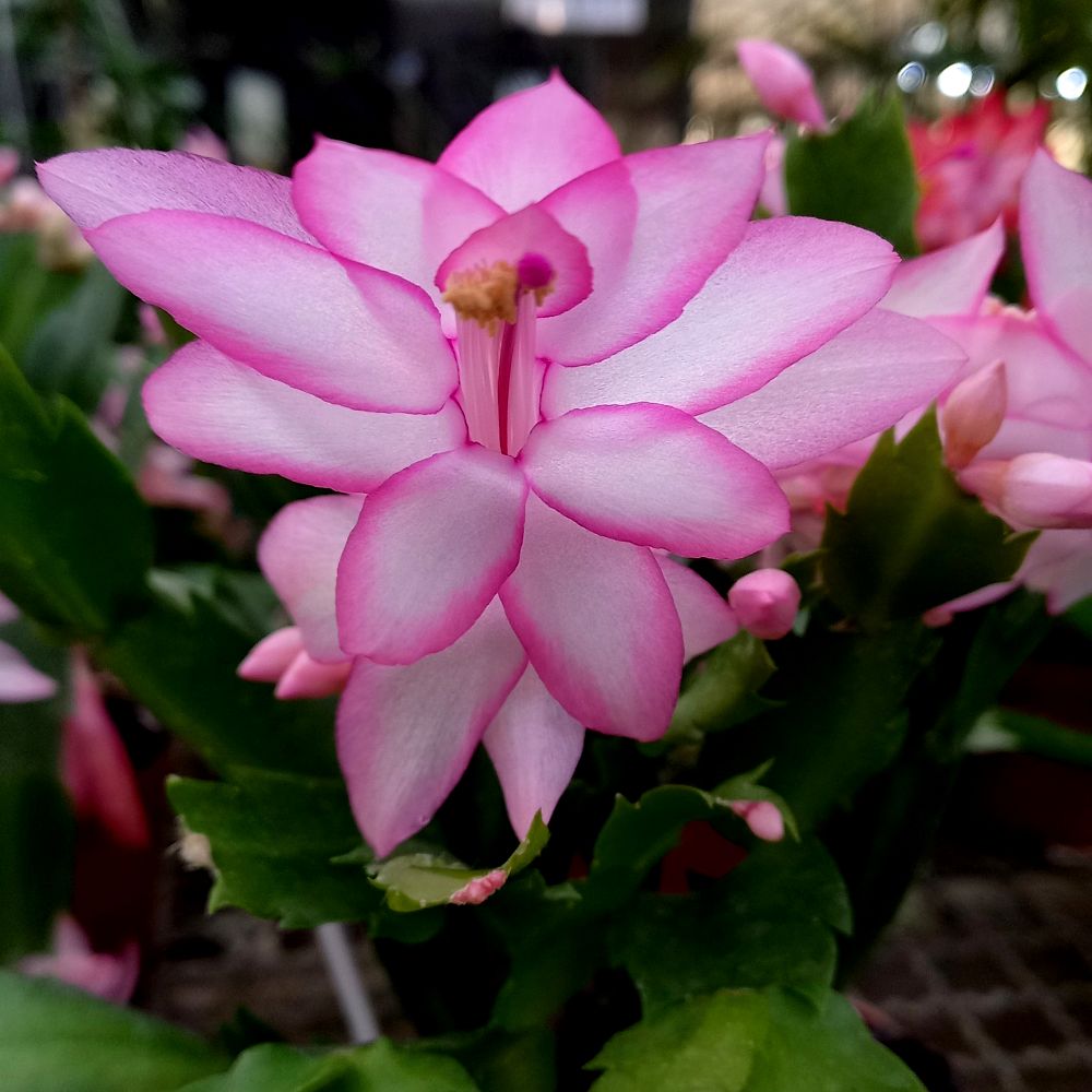 biologia das cores das flores
