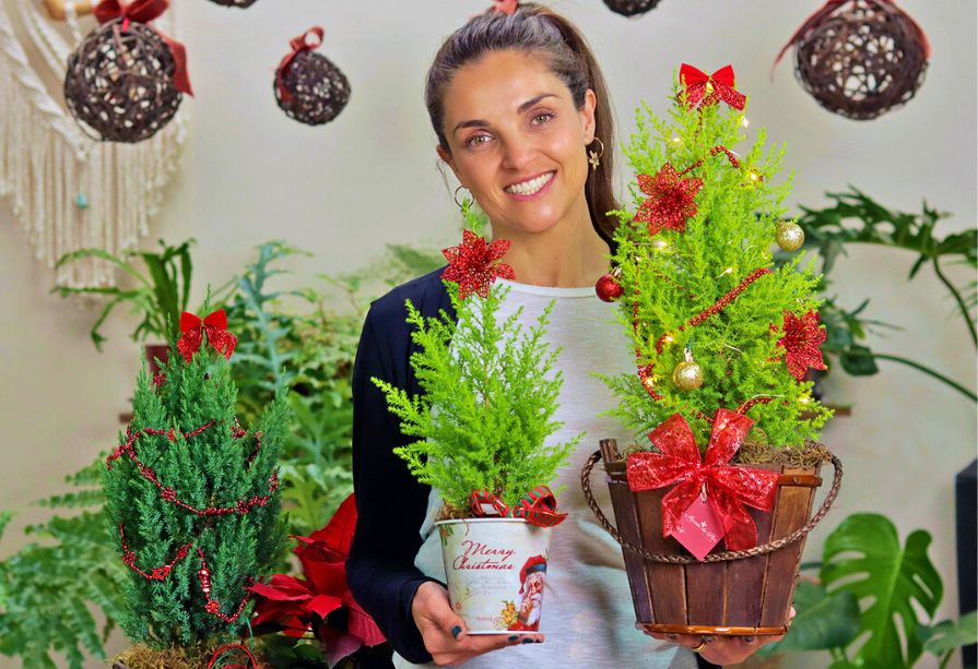 cuidados pinheiro de natal decoração