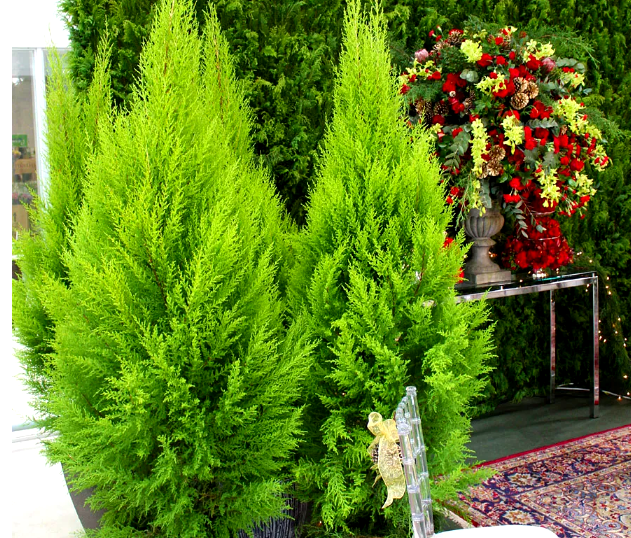 cuidados pinheiro de natal decoração