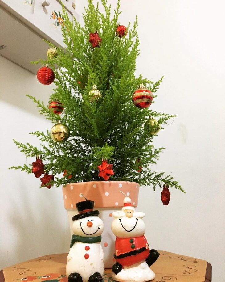 pinheiro de natal natural tradicional