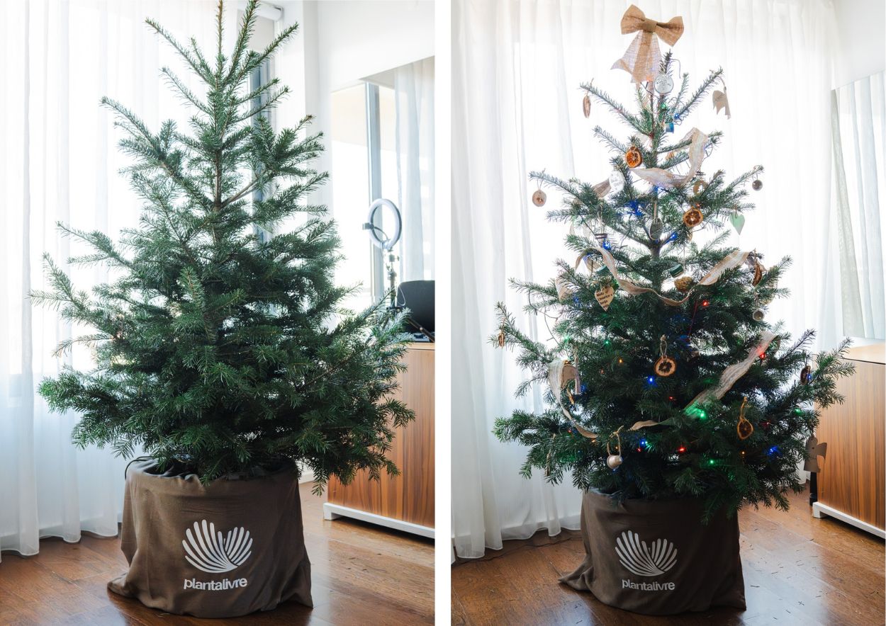 como decorar pinheiro de natal vivo