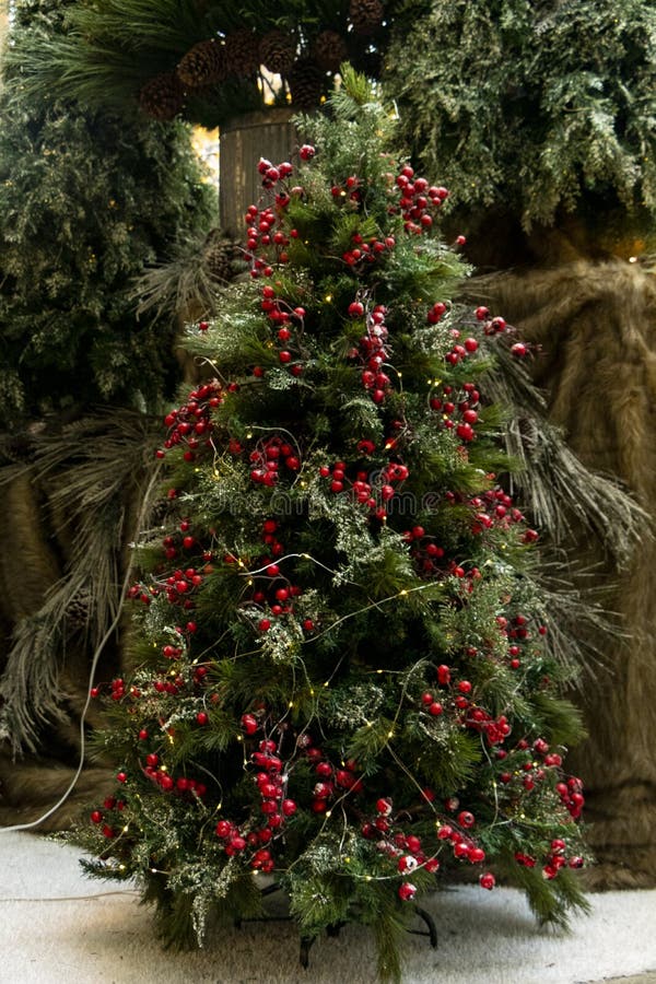 cuidados pinheiro de natal decoração