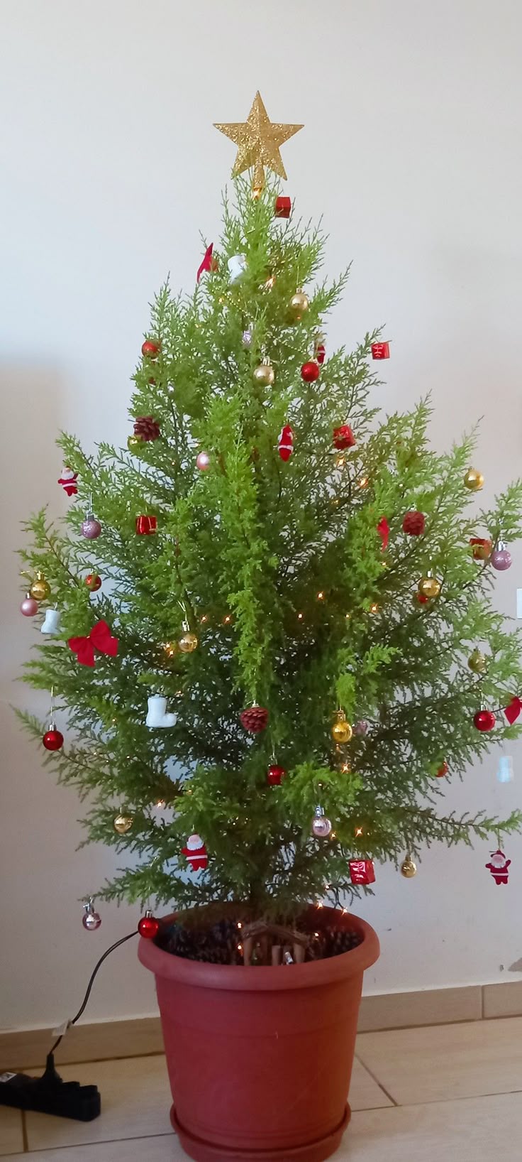 árvore de natal viva decoração segura